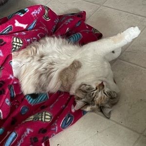 Meet your Posher, Carmen